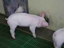 Sert&eacute;snevelde